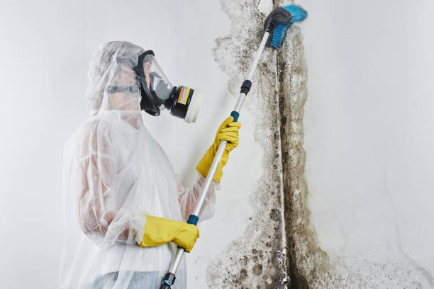 Best Insurance-Related Mold Remediation in Hopewell, NJ
