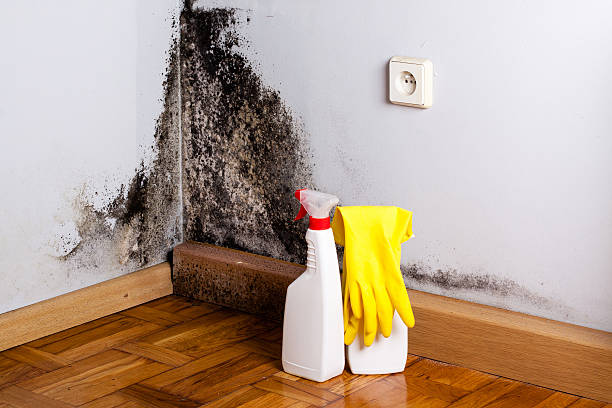 Best Basement Mold Remediation in Hopewell, NJ