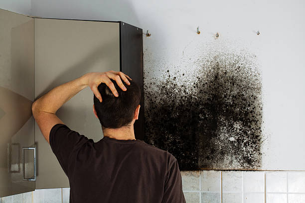 Best White Mold Remediation in Hopewell, NJ