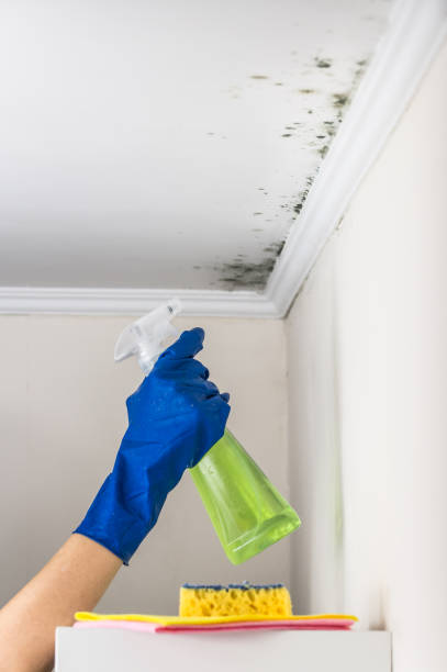 Best Kitchen Mold Remediation in Hopewell, NJ