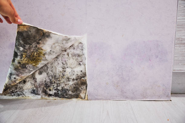 Best DIY Mold Remediation Support Services in Hopewell, NJ